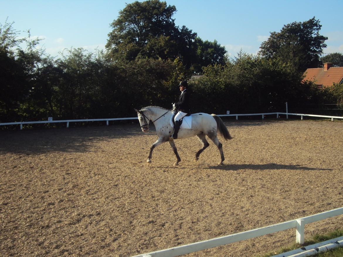 Knabstrupper Belle (Pippi) billede 2