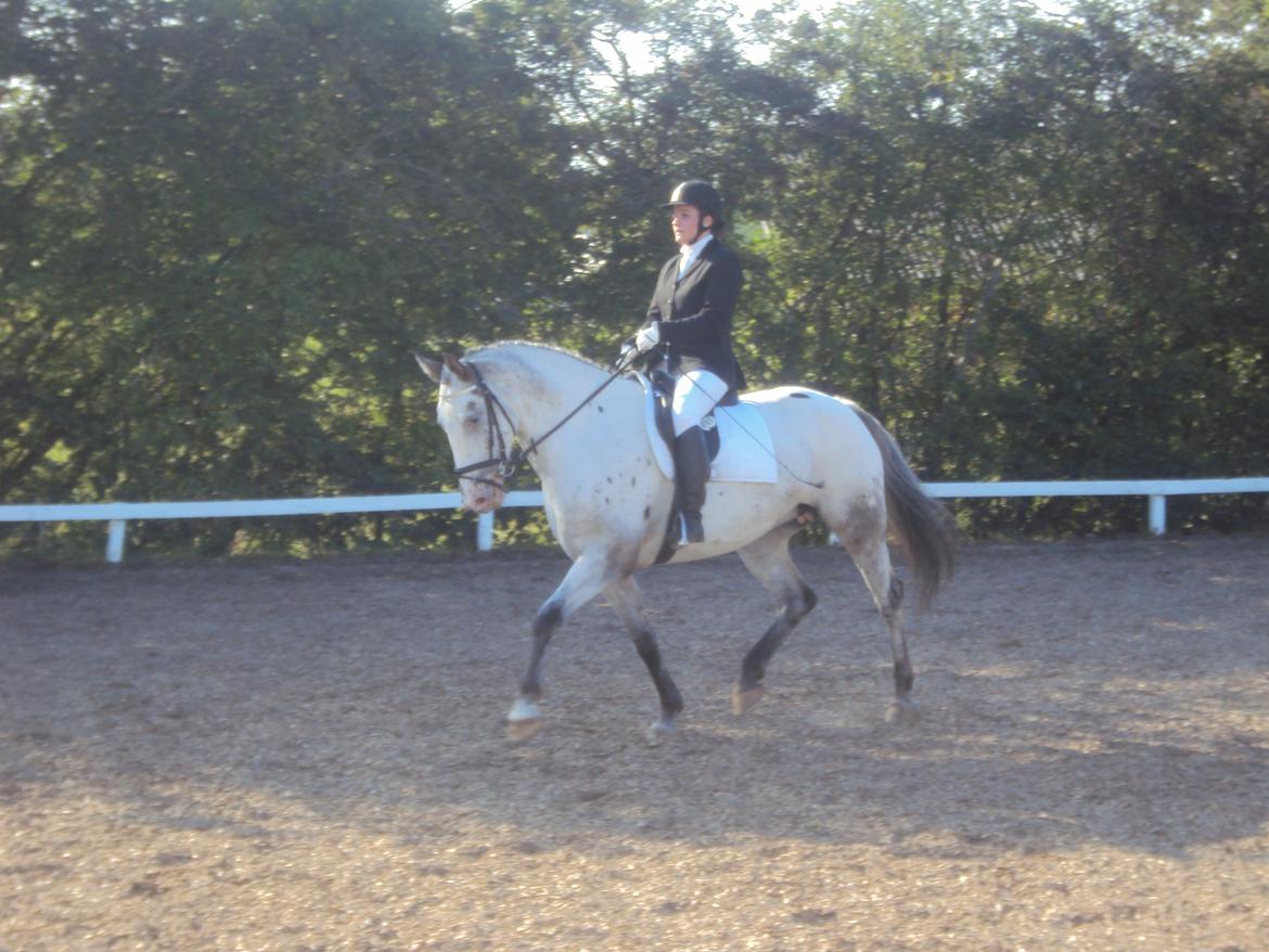 Knabstrupper Belle (Pippi) billede 5