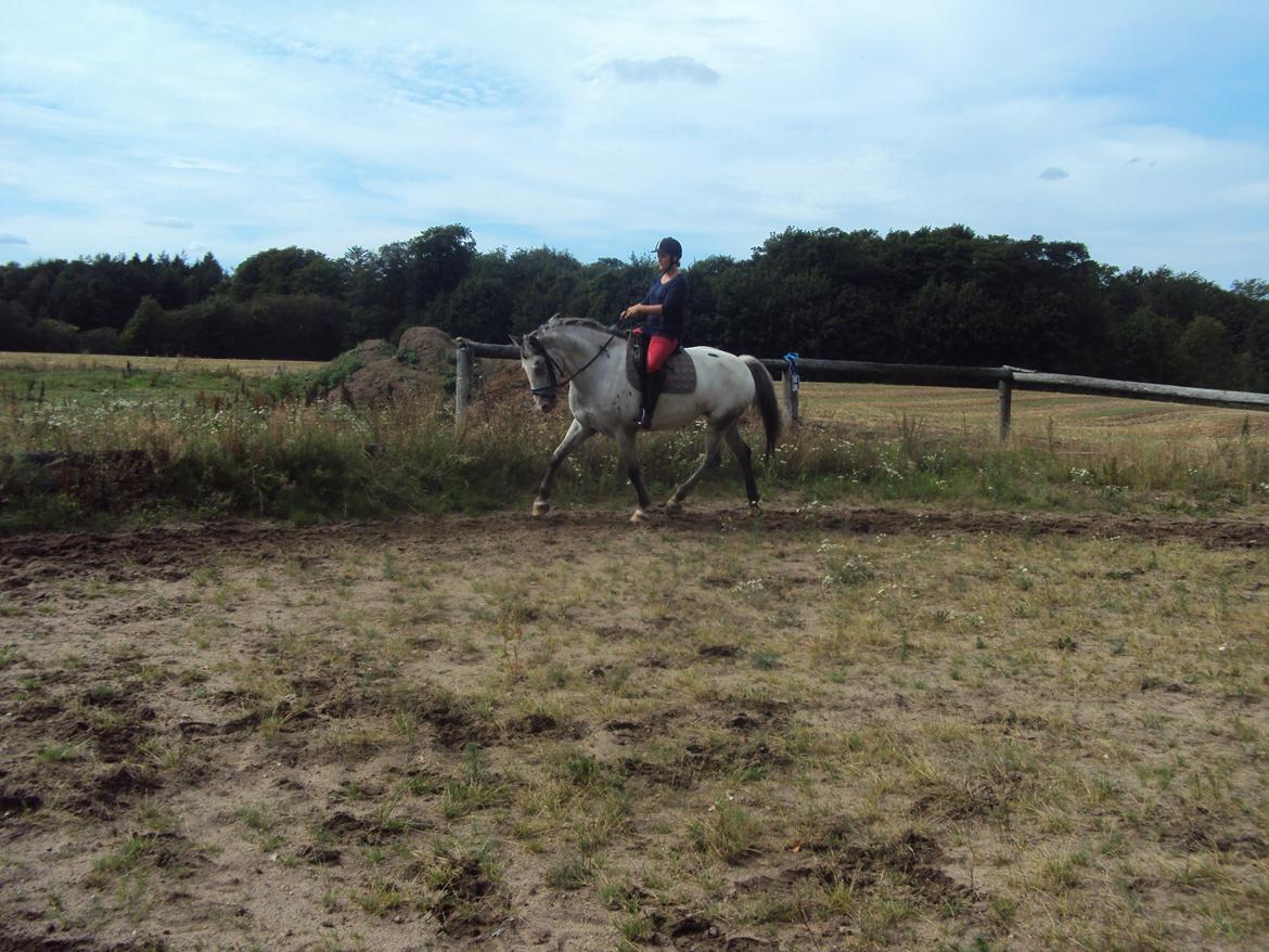 Knabstrupper Belle (Pippi) billede 3