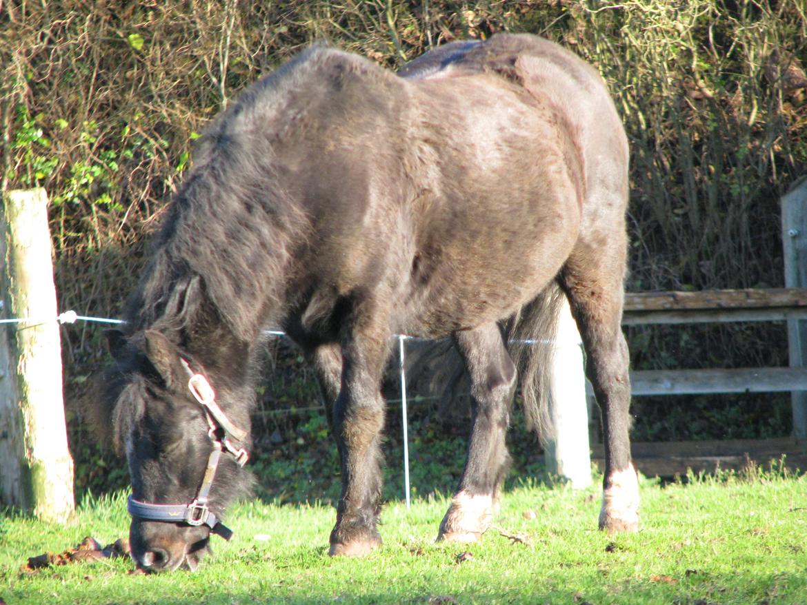 Dartmoor Don Juan - Fotograf: Bente Schødts (Samuels Mormor) - Fryd og Gammen billede 10