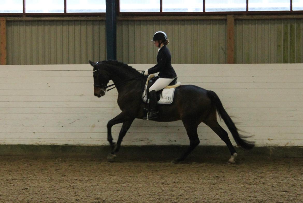 Dansk Varmblod Ganesh billede 22