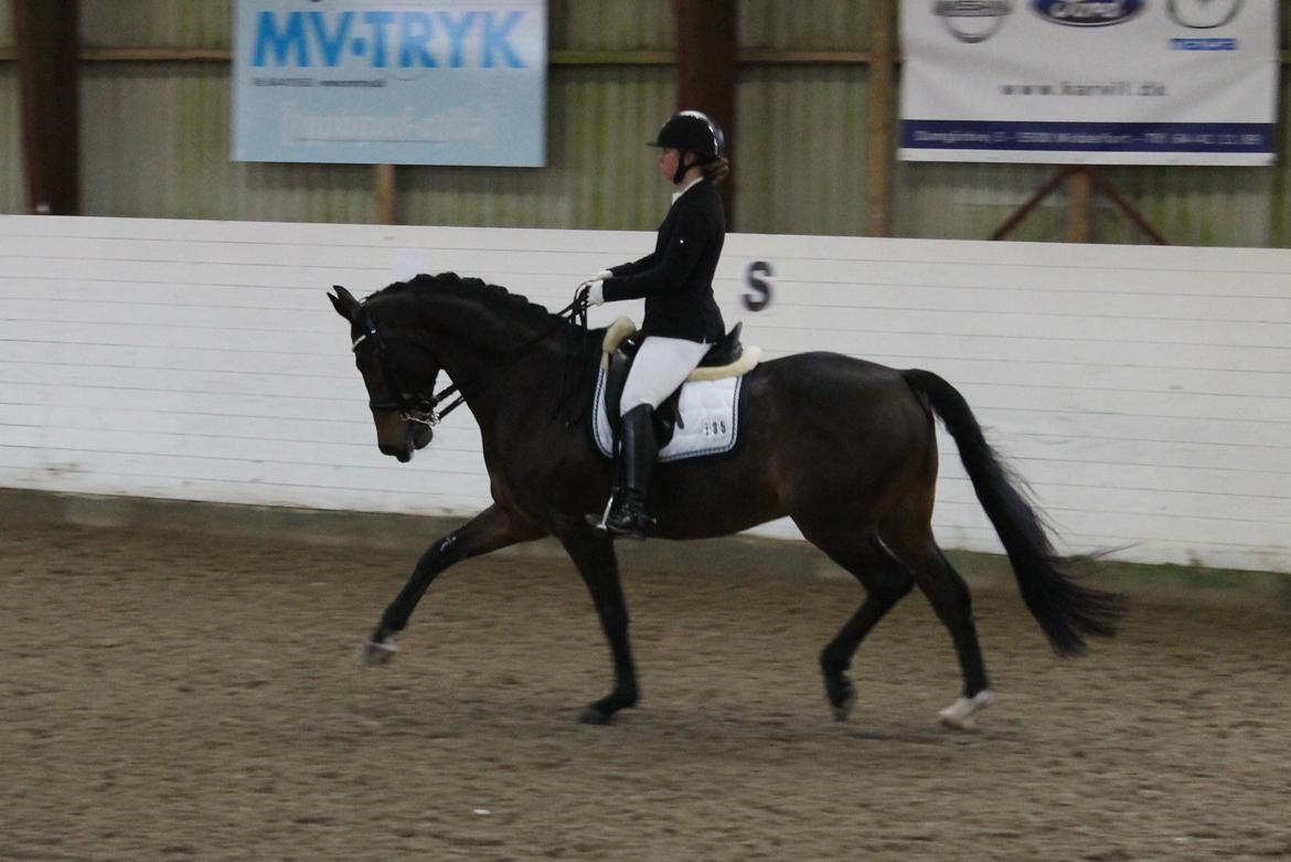 Dansk Varmblod Ganesh billede 21