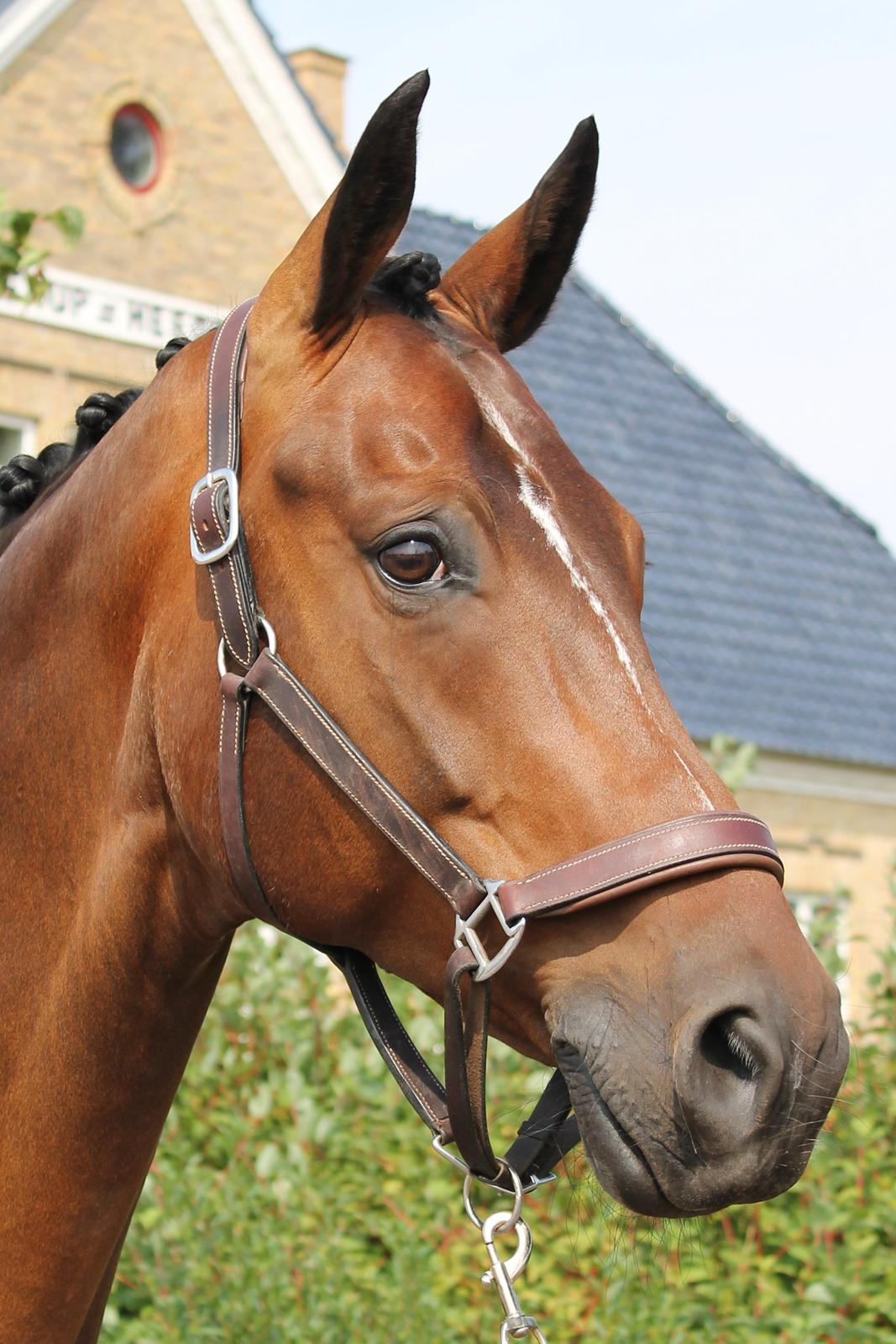 Dansk Varmblod Ganesh billede 25