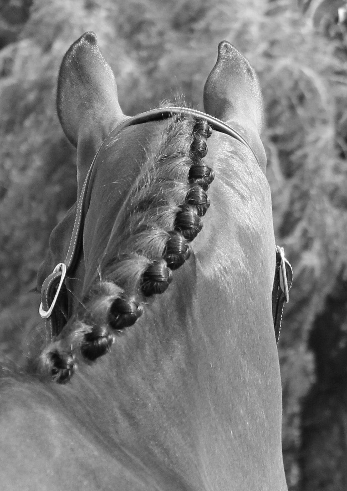 Dansk Varmblod Ganesh billede 26