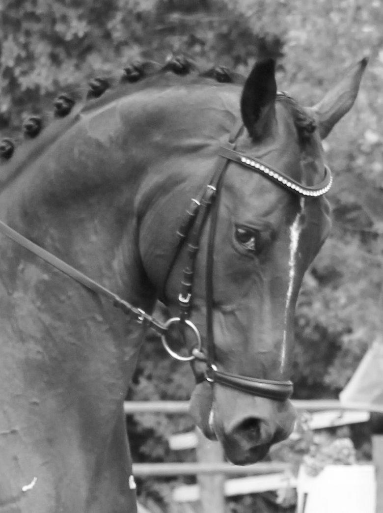 Dansk Varmblod Ganesh billede 27