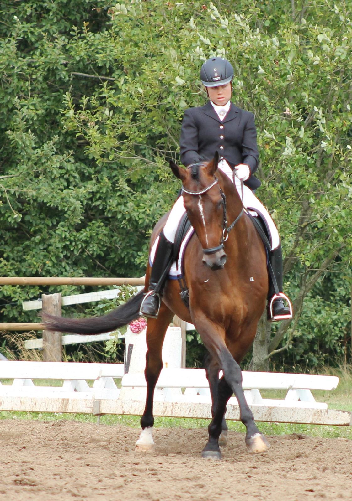 Dansk Varmblod Ganesh billede 28