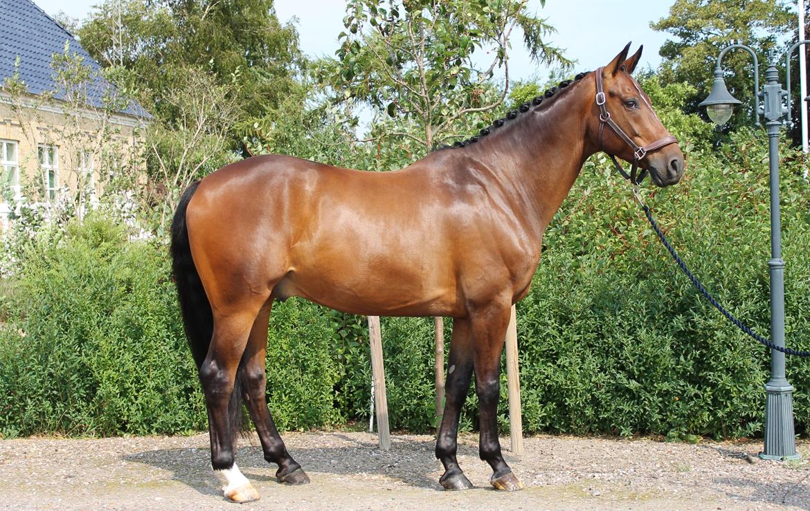 Dansk Varmblod Ganesh billede 24