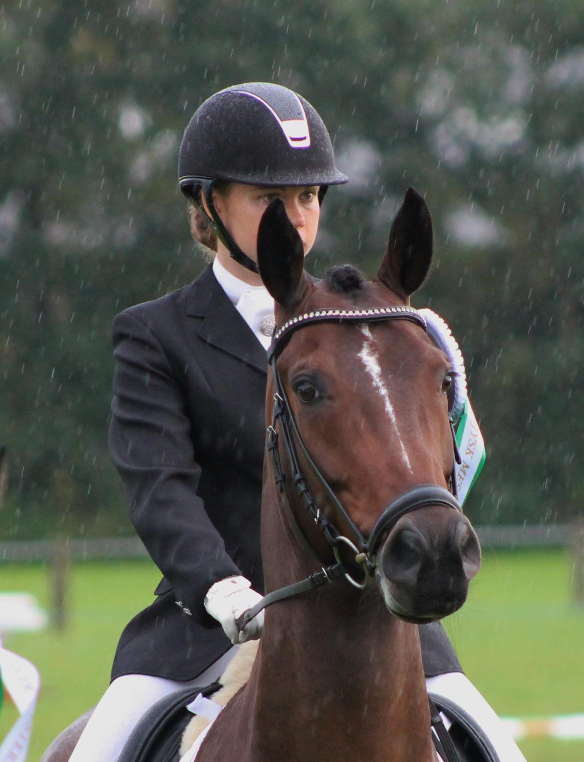 Dansk Varmblod Ganesh billede 30