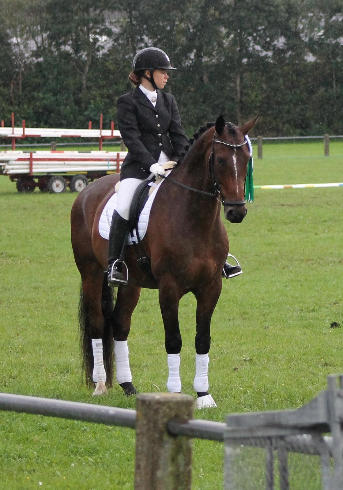 Dansk Varmblod Ganesh billede 31