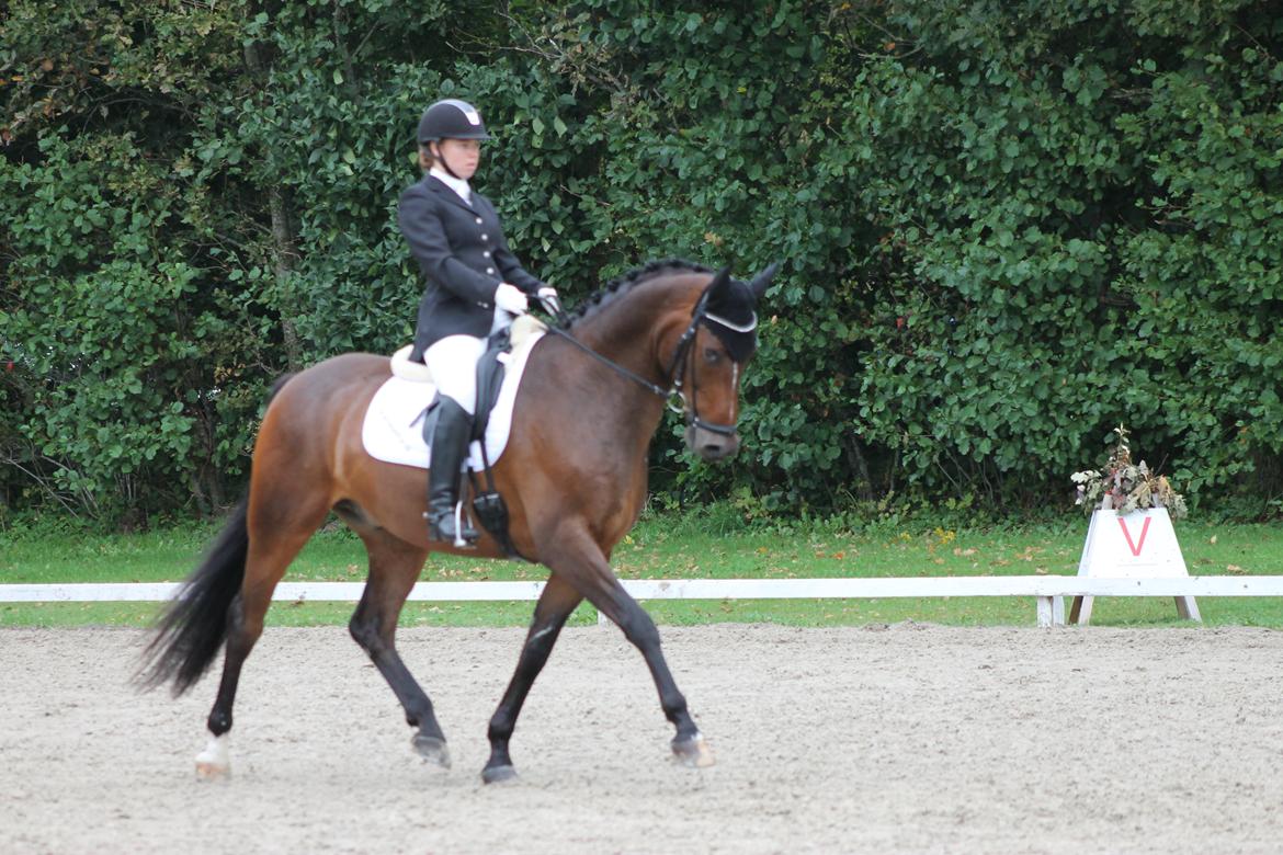 Dansk Varmblod Ganesh billede 29