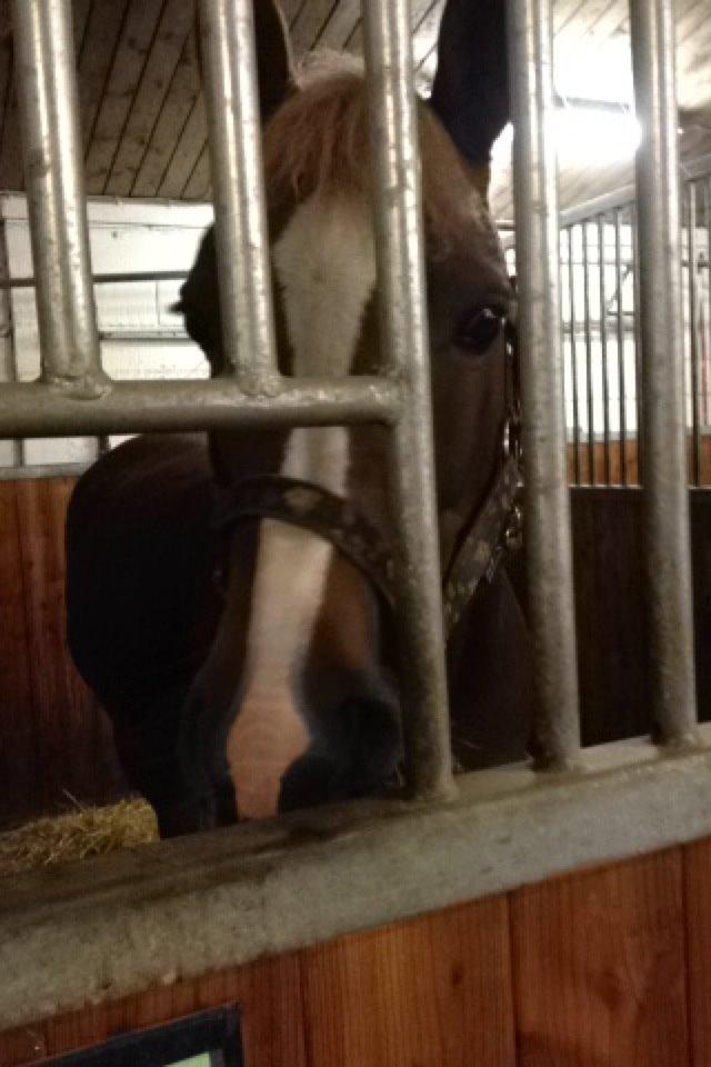 Anden særlig race Foxy Lady billede 2