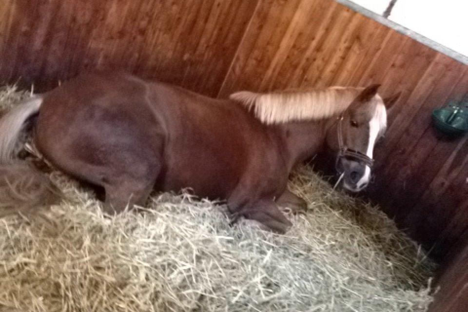 Anden særlig race Foxy Lady billede 6