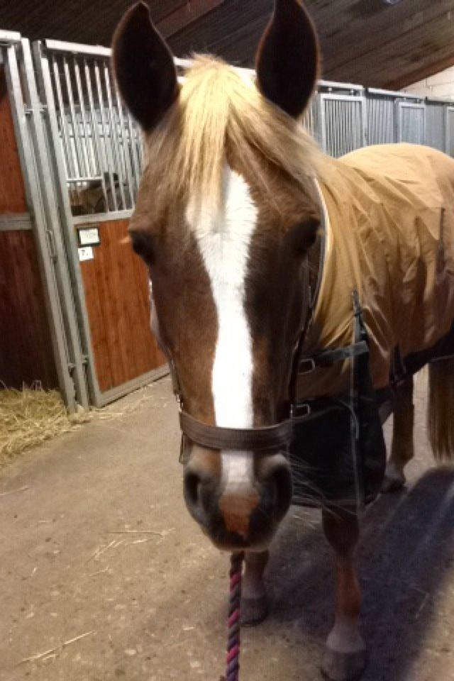 Anden særlig race Foxy Lady billede 7