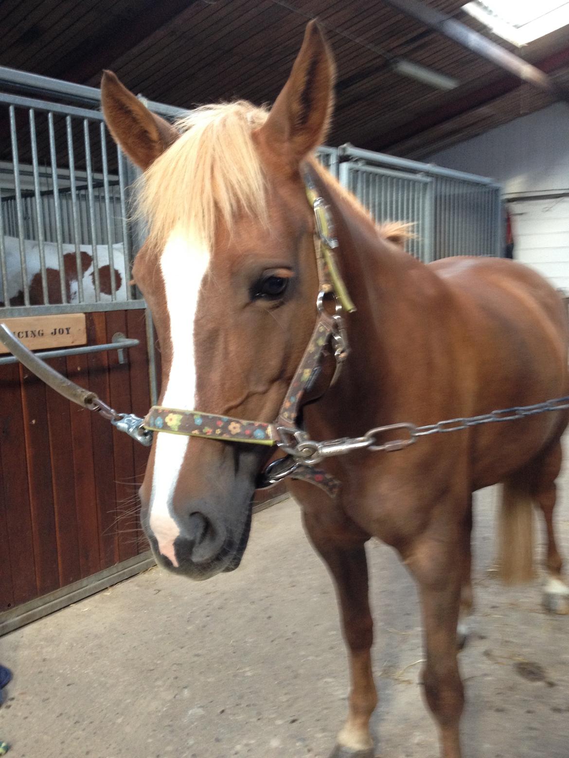 Anden særlig race Foxy Lady billede 8