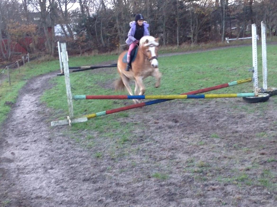 Tyroler Haflinger Bamse billede 22