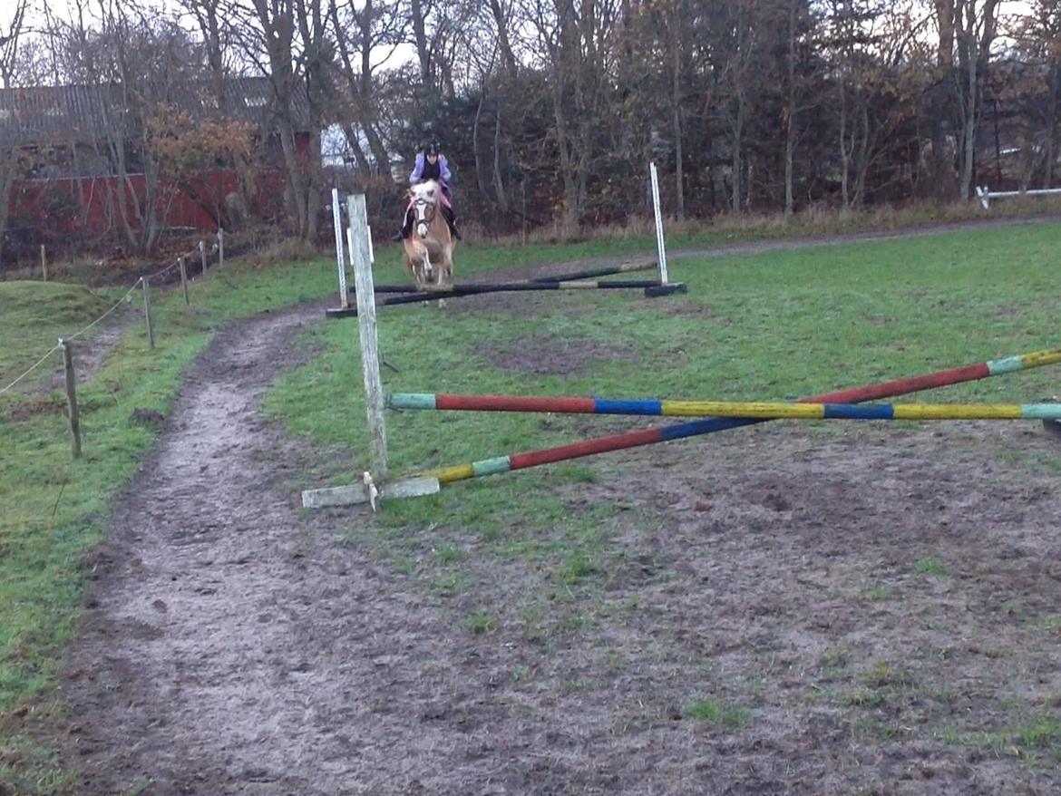 Tyroler Haflinger Bamse billede 23
