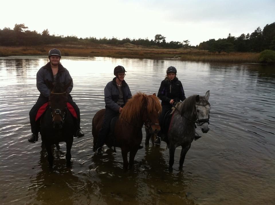 Welsh Cob (sec D) Svanegaardens sunrise billede 5