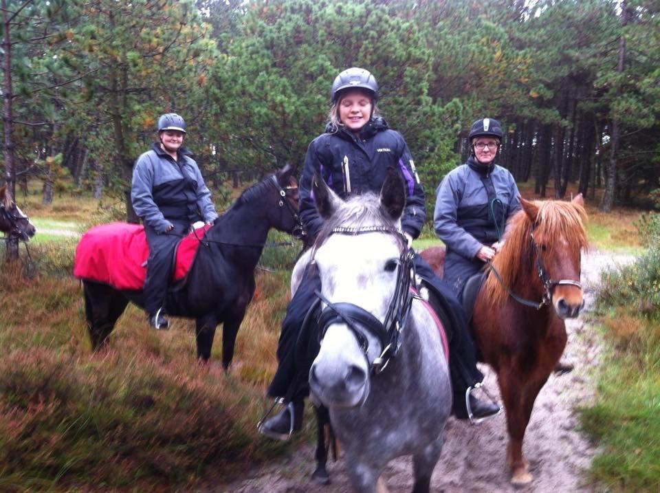 Welsh Cob (sec D) Svanegaardens sunrise billede 9