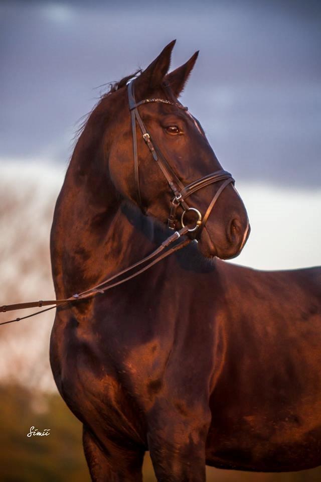 Oldenborg Safian's Con'nero billede 18