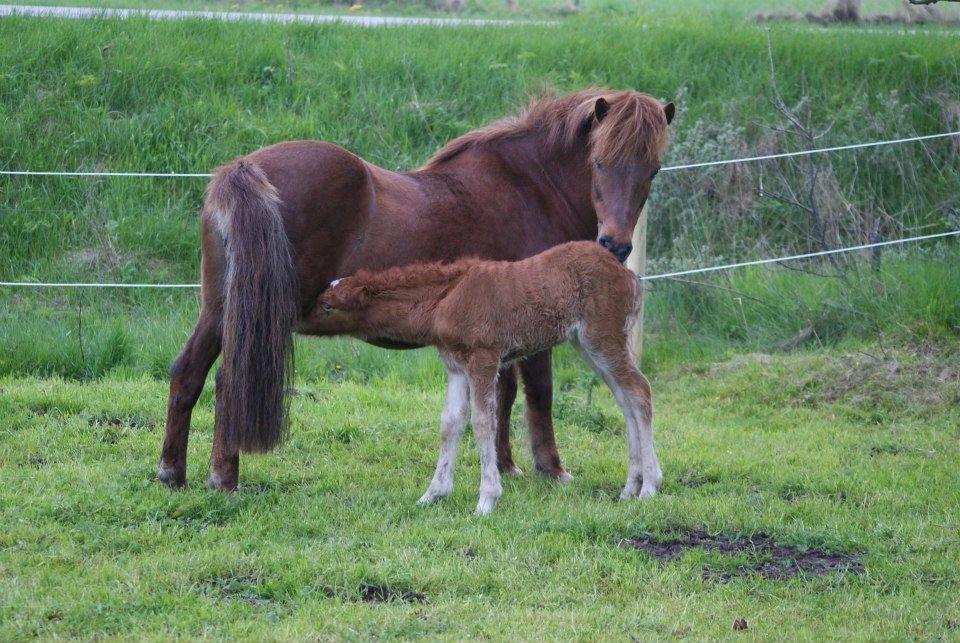 Islænder Aron fra Lindegården billede 12