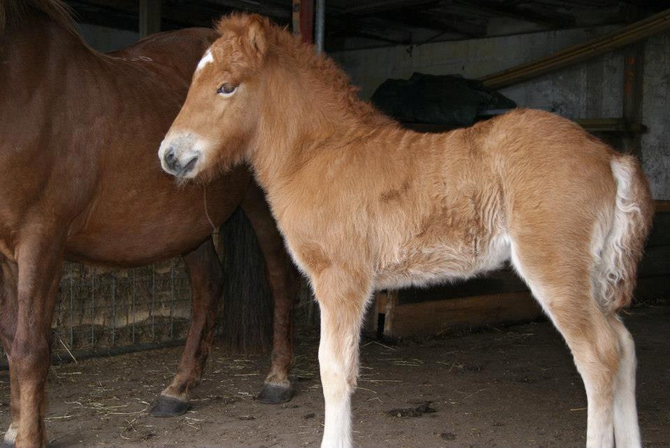 Islænder Aron fra Lindegården billede 14