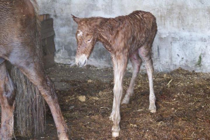 Islænder Aron fra Lindegården billede 13