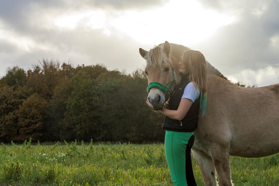 Fjordhest | Odin Møldrup | Hotte  billede 2