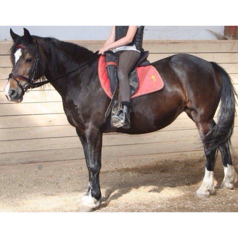 Welsh Pony af Cob-type (sec C) Pristina (TIDLIGERE PART) billede 11