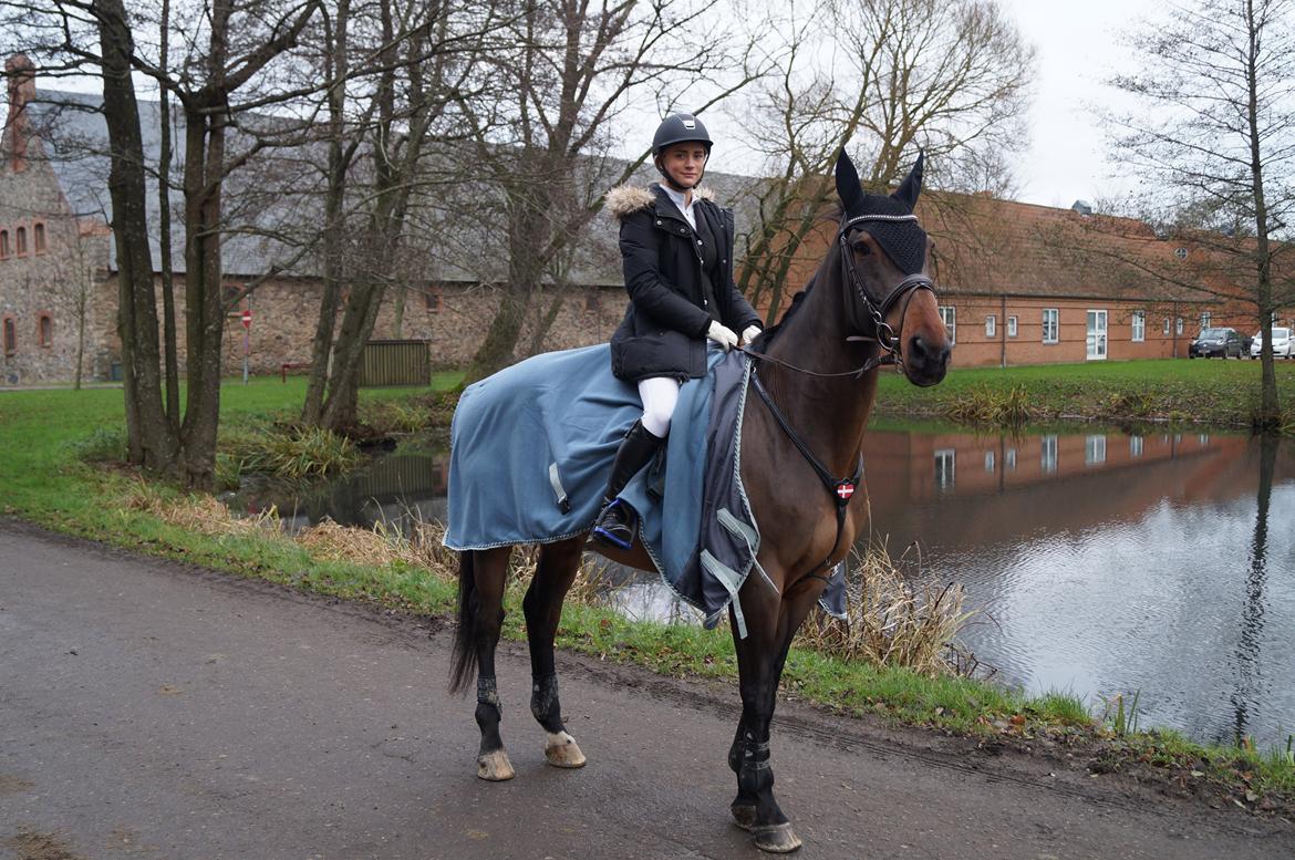 Dansk Varmblod FIGHTER - Christmas Warm Up på Vilhemsborg den 26 november 2014 billede 6