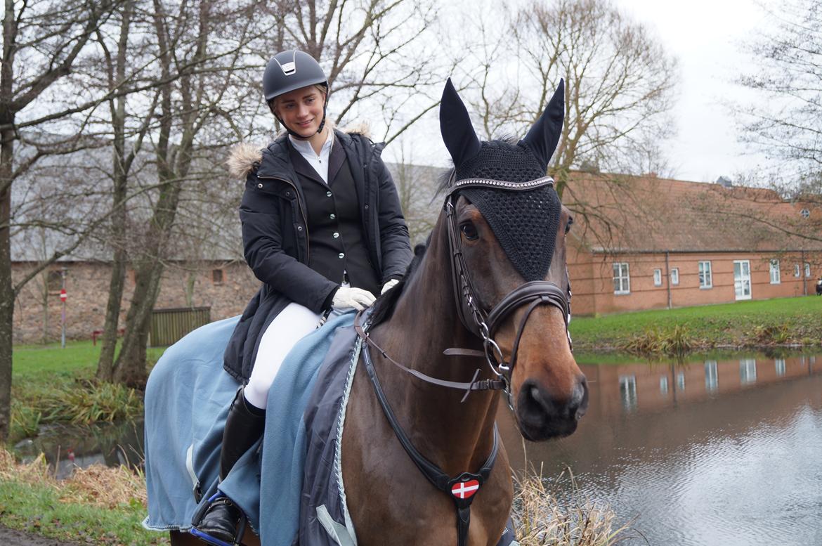 Dansk Varmblod FIGHTER - Christmas Warm Up på Vilhemsborg den 26 november 2014 billede 15