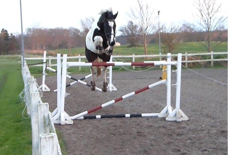 Pinto SØGAARDS MASTERPIECE (Solgt) billede 3