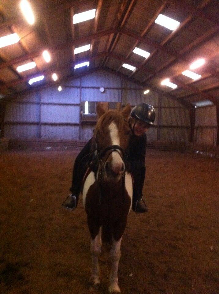 Irsk Sportspony Clashiefique (Classy) - ∞ I will always love you baby ∞ billede 2