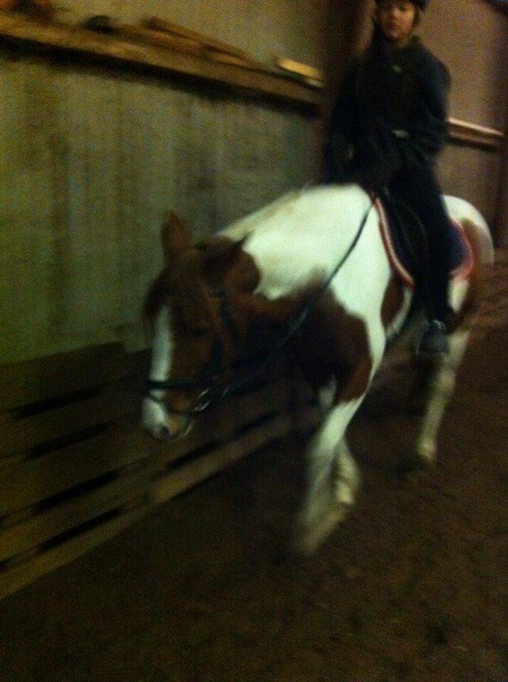 Irsk Sportspony Clashiefique (Classy) - Min mors skills for fotografering xD billede 3