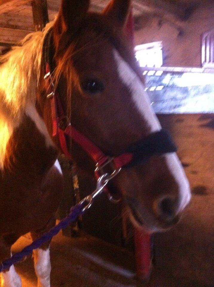 Irsk Sportspony Clashiefique (Classy) billede 4