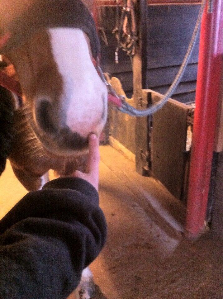 Irsk Sportspony Clashiefique (Classy) billede 5