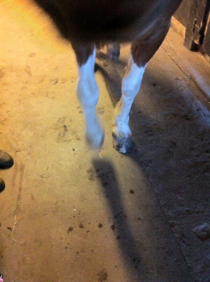 Irsk Sportspony Clashiefique (Classy) billede 6