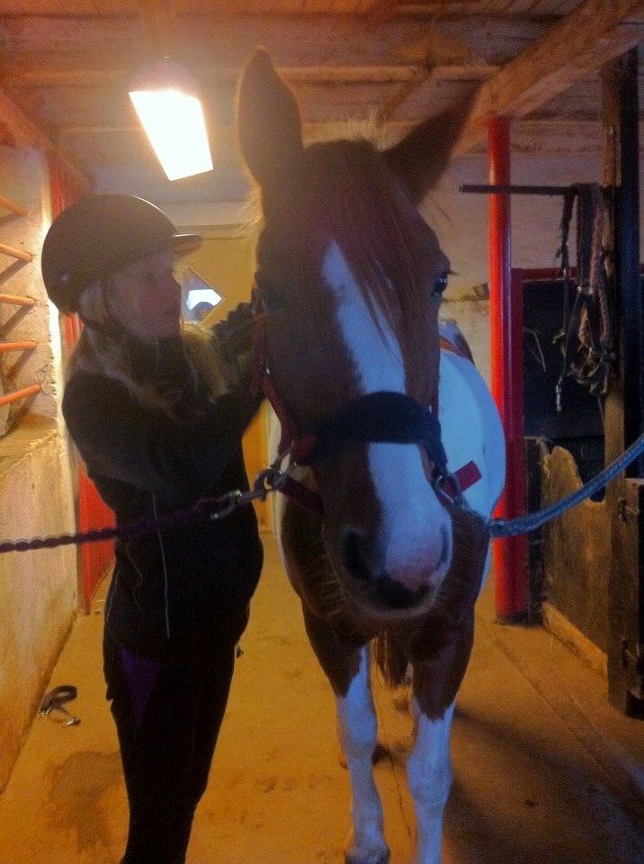 Irsk Sportspony Clashiefique (Classy) billede 7