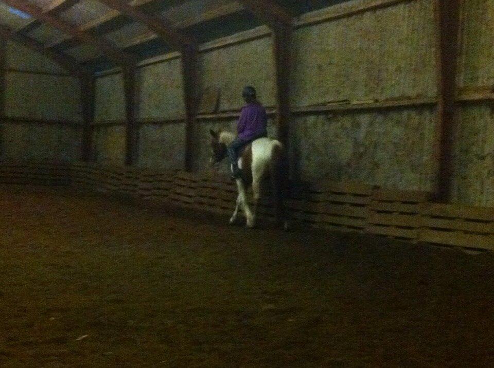 Irsk Sportspony Clashiefique (Classy) billede 11