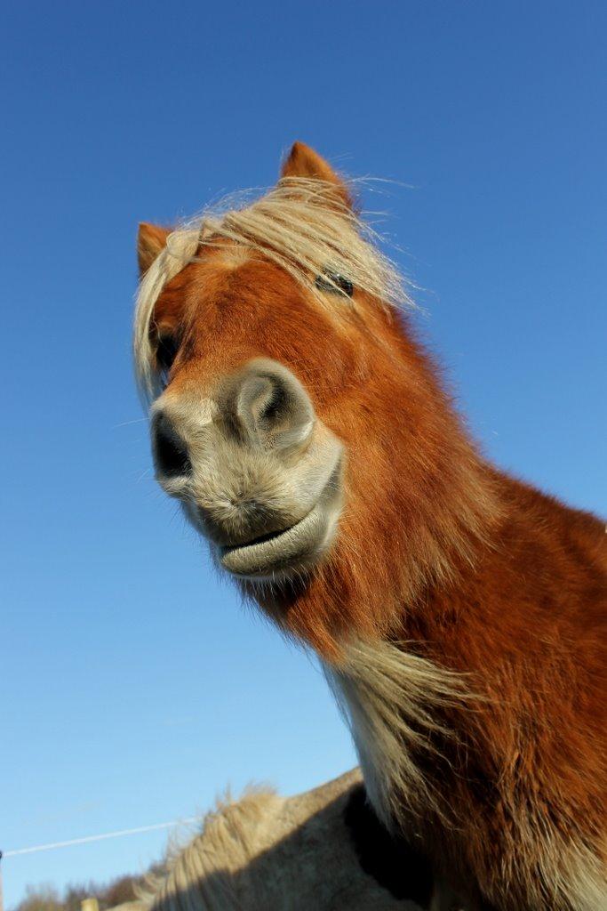 Shetlænder Jack aka. LilleSkid billede 16