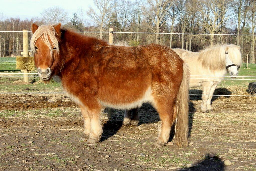 Shetlænder Jack aka. LilleSkid billede 12