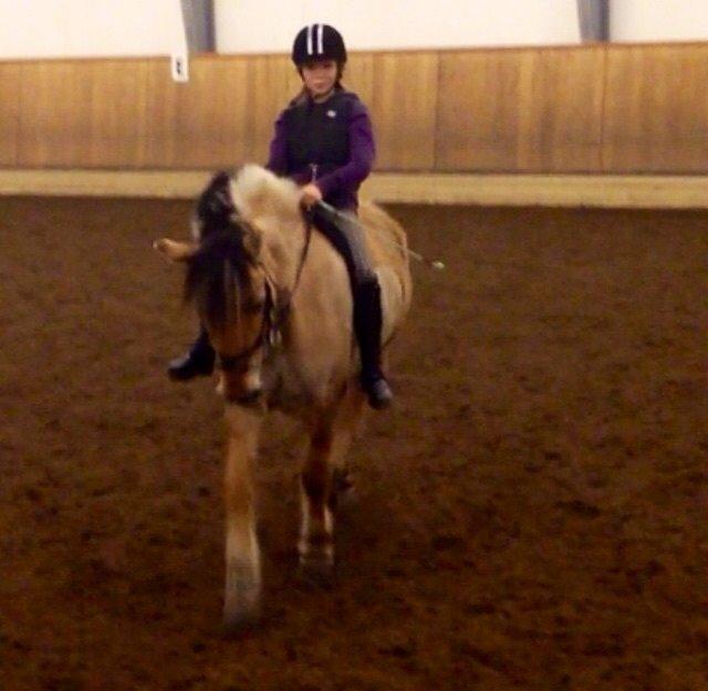 Fjordhest Alfa A guren (rideskole hest) - første gang uden sadel<3 billede 17