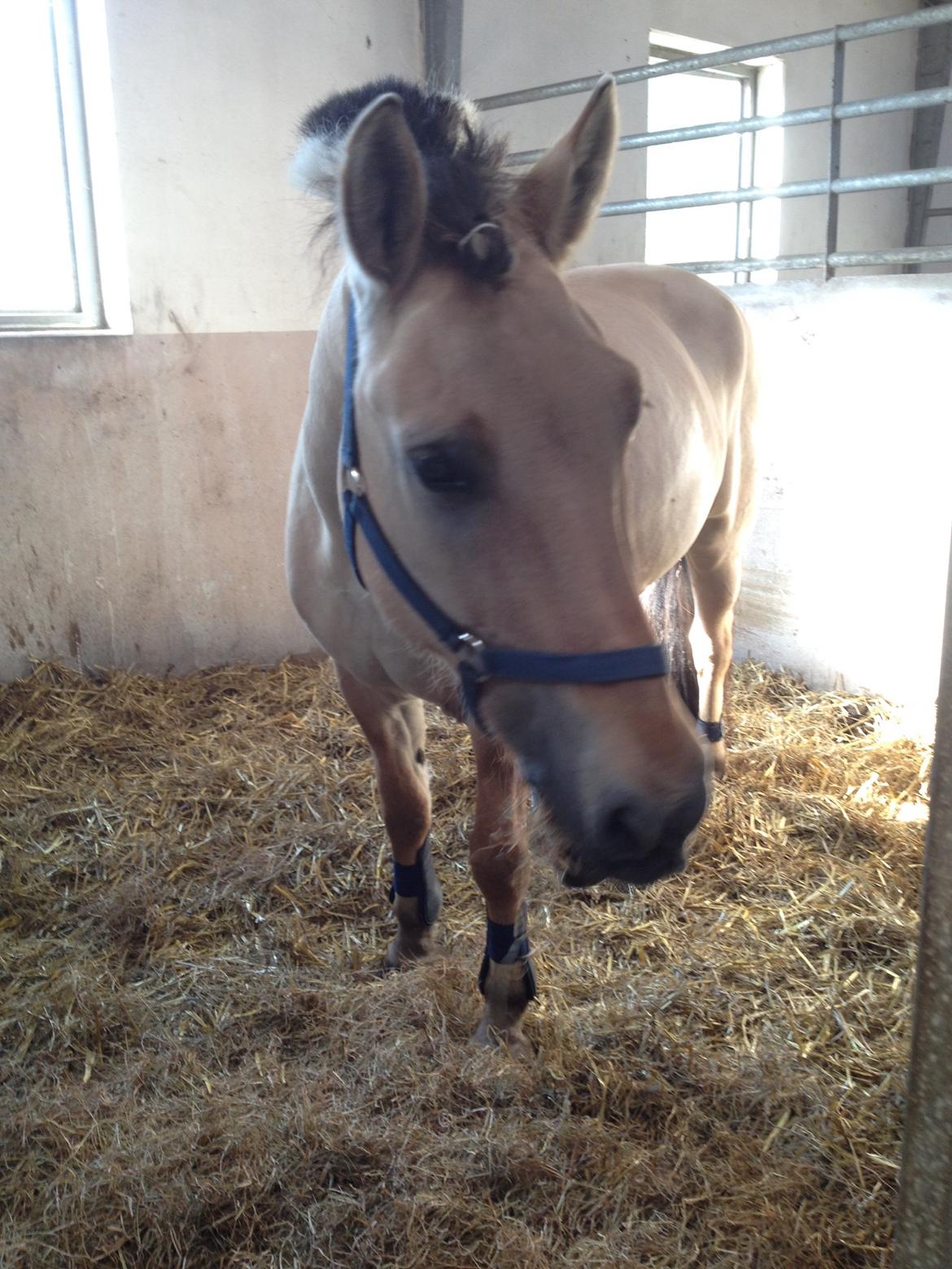 Fjordhest Alfa A guren (rideskole hest) - rosenknup<3 billede 18