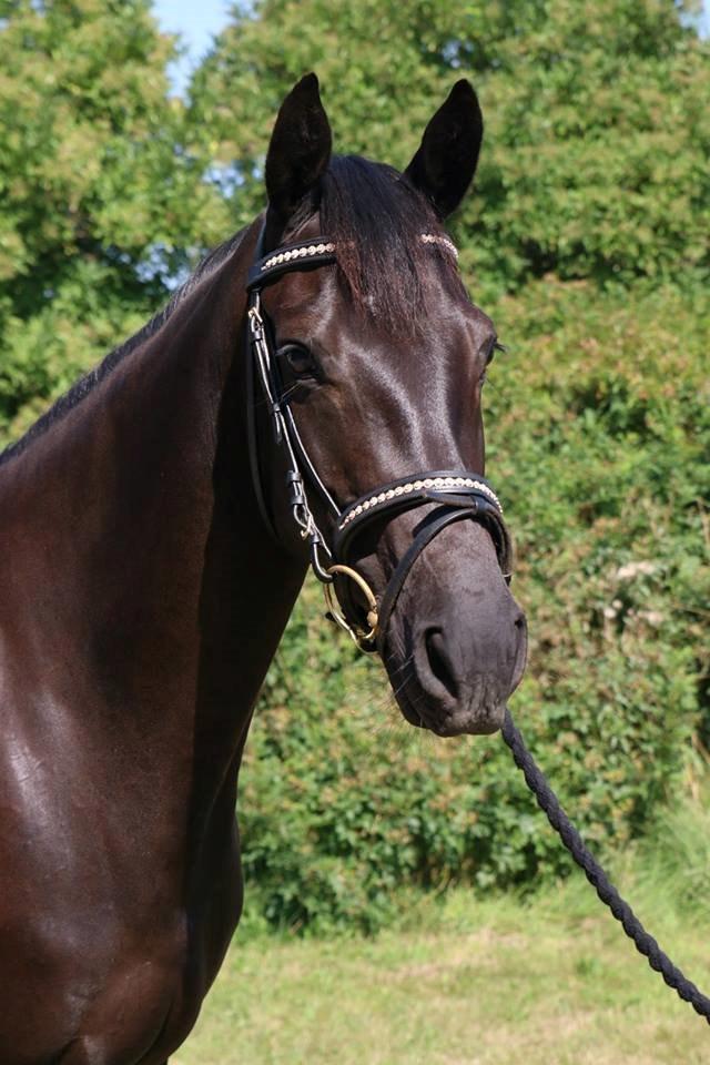 DSP Lille Asserholt Infinity billede 20