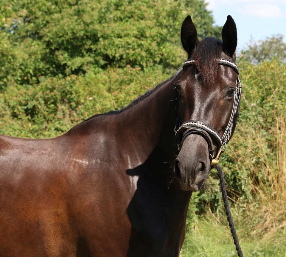 DSP Lille Asserholt Infinity billede 15