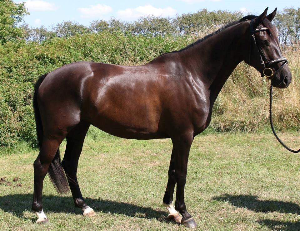 DSP Lille Asserholt Infinity billede 19