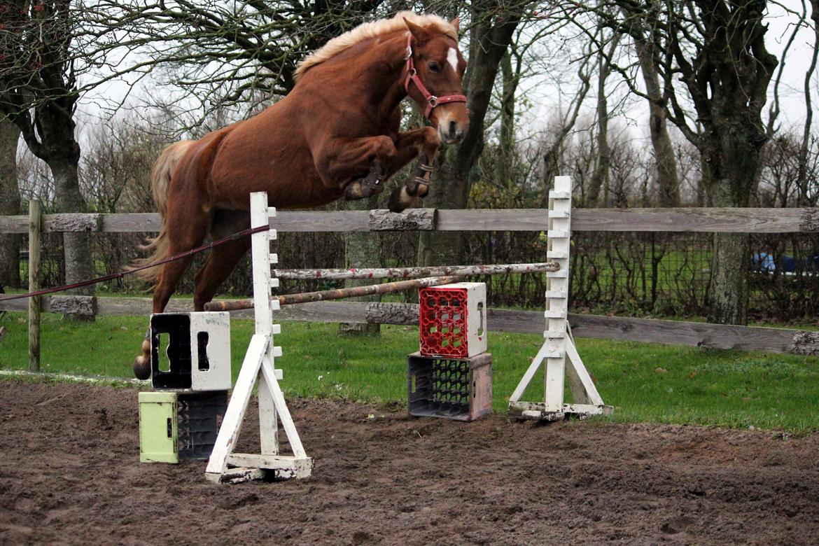 DSP Sunspot billede 14