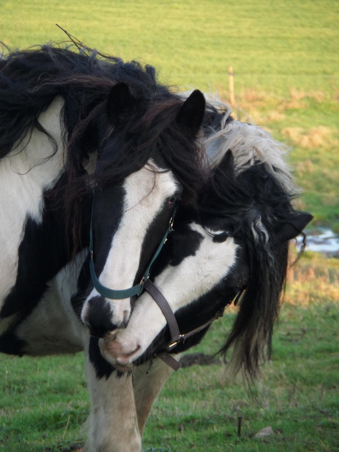 Irish Cob <3 Kaipo <3  - Kaipo og Sielon er vist ved at falde til herhjemme på vores nye gård <3 27 nov 2014 billede 13