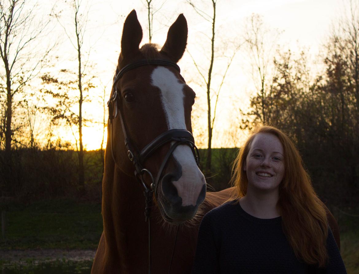 Dansk Varmblod Faberge - Dejligste dreng da <3 billede 1