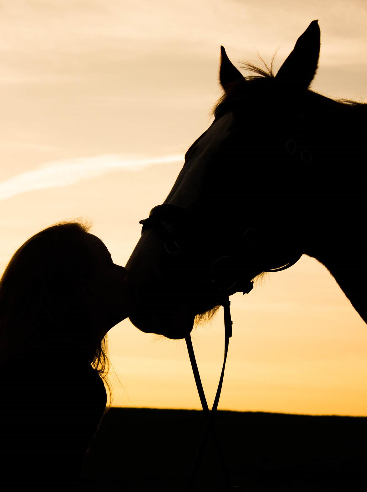 Dansk Varmblod Faberge - Right here right now billede 12