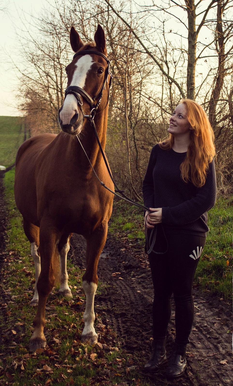 Dansk Varmblod Faberge - <3 billede 6